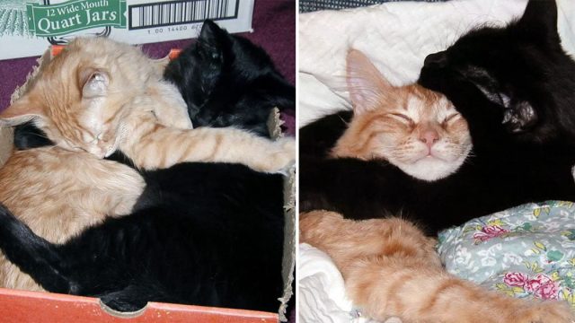 Hermanos gatos callejeros se niegan a dejar de abrazarse para ser adoptados juntos
