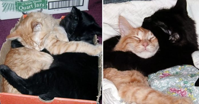 Hermanos gatos callejeros se niegan a dejar de abrazarse para ser adoptados juntos