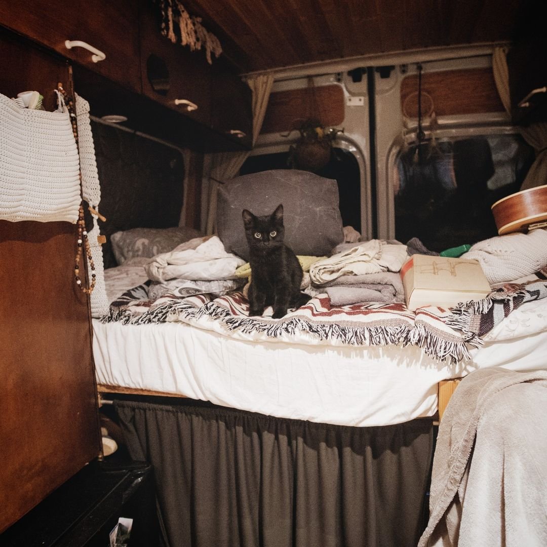 Gatita llegó corriendo hacia una pareja que viajaba y les pidió que la llevaran con ellos 5 Hermosa gatita negra en la cama
