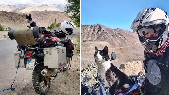 Hombre encuentra a una gata callejera y la lleva al viaje por carretera más increíble