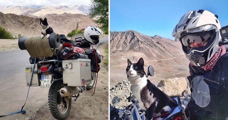 Hombre encuentra a una gata callejera y la lleva al viaje por carretera más increíble