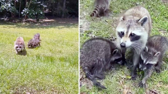Mamá mapache orgullosa lleva a sus bebés a conocer a la señora que la había estado alimentando