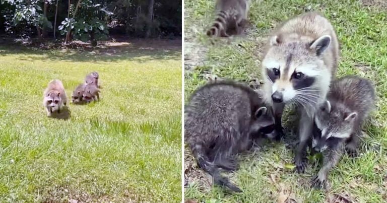 Madre mapache orgullosa lleva a sus bebés a conocer a la señora que la ha estado alimentando