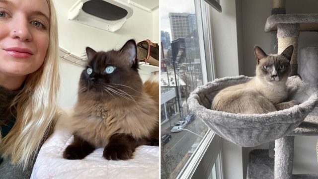 Mujer ahorra casi $30 mil cuidando a los gatos de otras personas mientras viaja