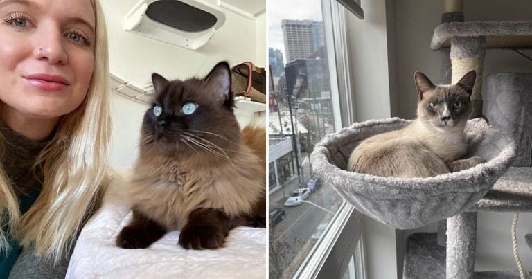 Mujer ahorra casi $30 mil cuidando a los gatos de otras personas mientras viaja