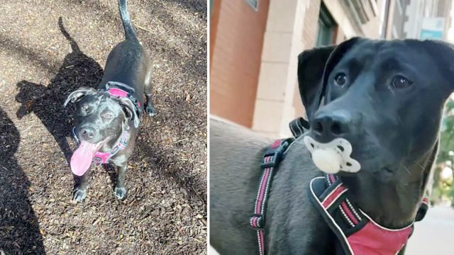 Mujer descubre por qué la gente no deja de señalar a su perro mientras camina