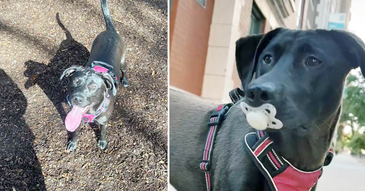Mujer descubre por qué la gente no deja de señalar a su perro mientras camina