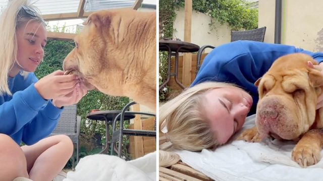 Mujer le brinda a su amado perro de 12 años unas últimas horas llenas de mucho amor