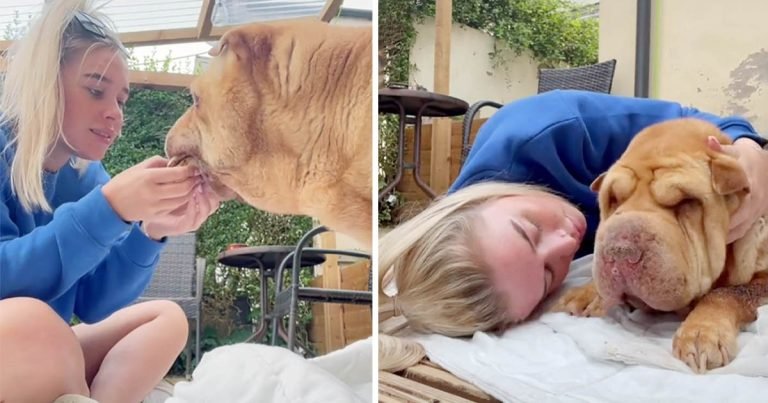 Mujer le brinda a su amado perro de 12 años unas últimas horas llenas de mucho amor
