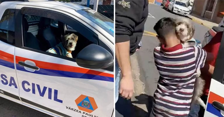 Niño con el corazón roto está encantado de reunirse con su perrita desaparecida