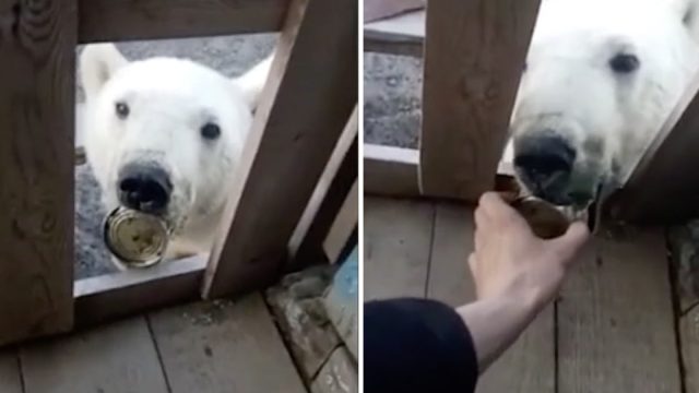 Osa polar pide ayuda humanos atascada lata