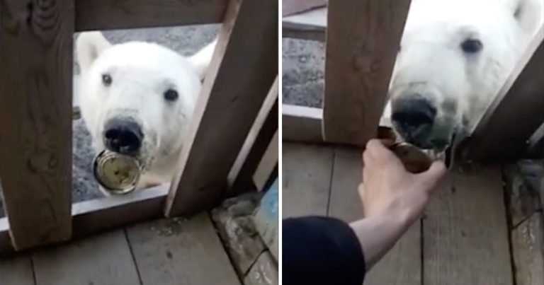 Oso polar pide ayuda a los humanos después de que se le atascara la lengua en una lata