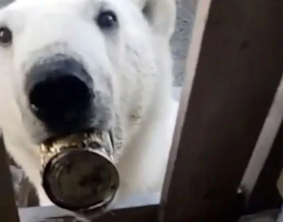 Oso polar pide ayuda a los humanos después de que se le atascara la lengua en una lata 1 Oso con la lengua atrapada