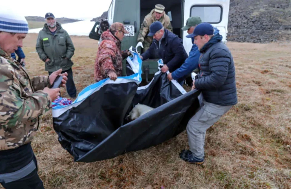 Oso polar pide ayuda a los humanos después de que se le atascara la lengua en una lata 3 Oso polar pide ayuda a los humanos