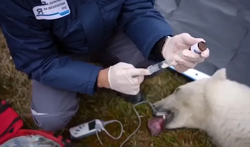Oso polar pide ayuda a los humanos después de que se le atascara la lengua en una lata 2 Oso polar pide ayuda después de que se le atascara la lengua en una lata