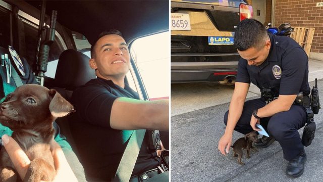 Pequeño perro callejero sigue a sus rescatistas y se convierte en el nuevo 'recluta' de la unidad K-9