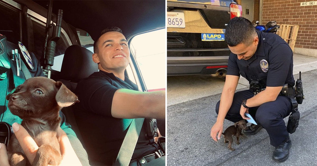 Pequeño perro callejero sigue a sus rescatistas y se convierte en el nuevo 'recluta' de la unidad K-9