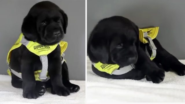 Perro guía en entrenamiento se queda dormido durante una importante sesión de fotos