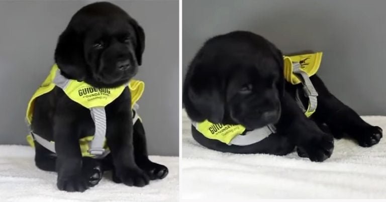 Perro guía en entrenamiento se queda dormido durante una importante sesión de fotos