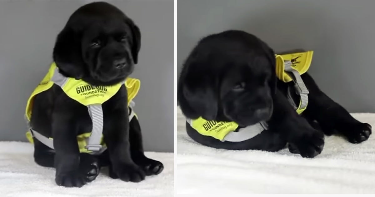 Perro guía en entrenamiento se queda dormido durante una importante sesión de fotos