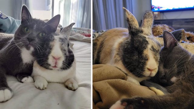 Una familia lleva a una gatita a su casa y su conejito decide convertirla en su mejor amiga