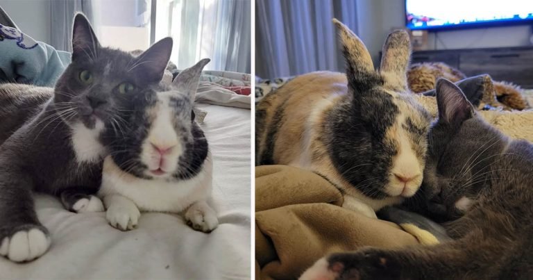 Una familia lleva a una gatita a su casa y su conejito decide convertirla en su mejor amiga