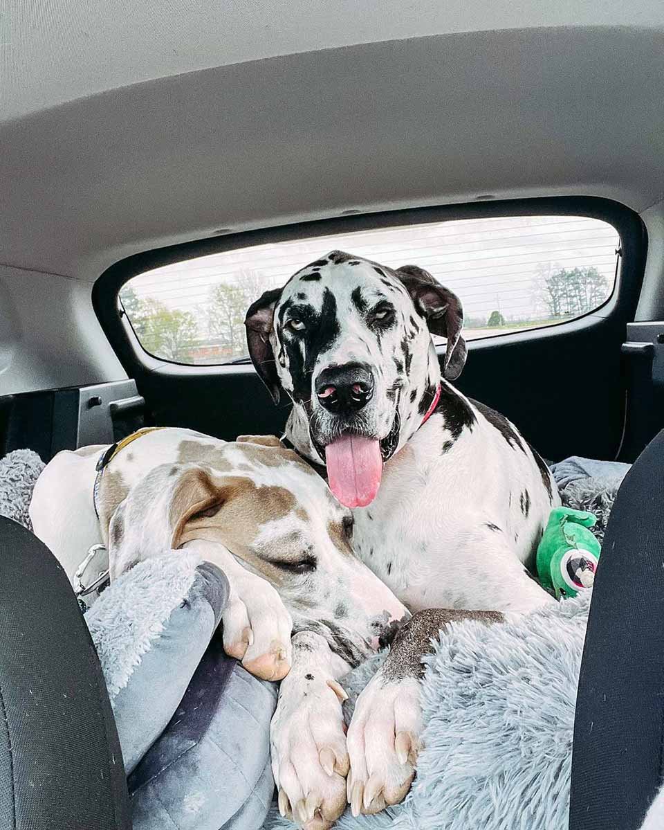 Gran danés demuestra su amor metiendo la cabeza de otros perros en su boca 4 A este travieso perro le encanta meterse la cabeza de otros en la boca