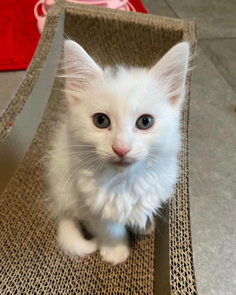 Adorable gatito blanco