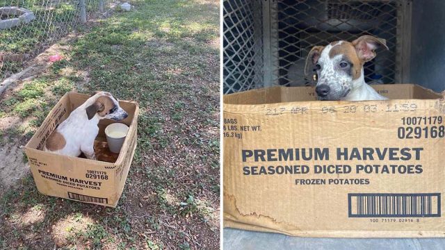 Cachorrita no deja caja carton abandonada