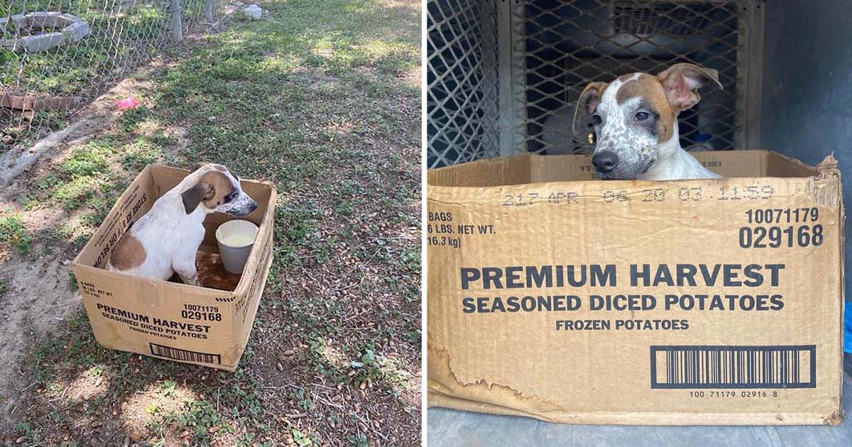 Cachorrita no deja caja carton abandonada