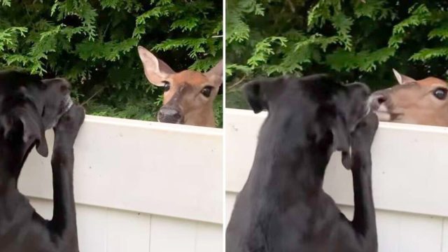 Cierva salvaje forma amistad perro visita diario