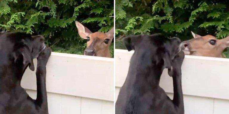 Cierva salvaje forma amistad perro visita diario