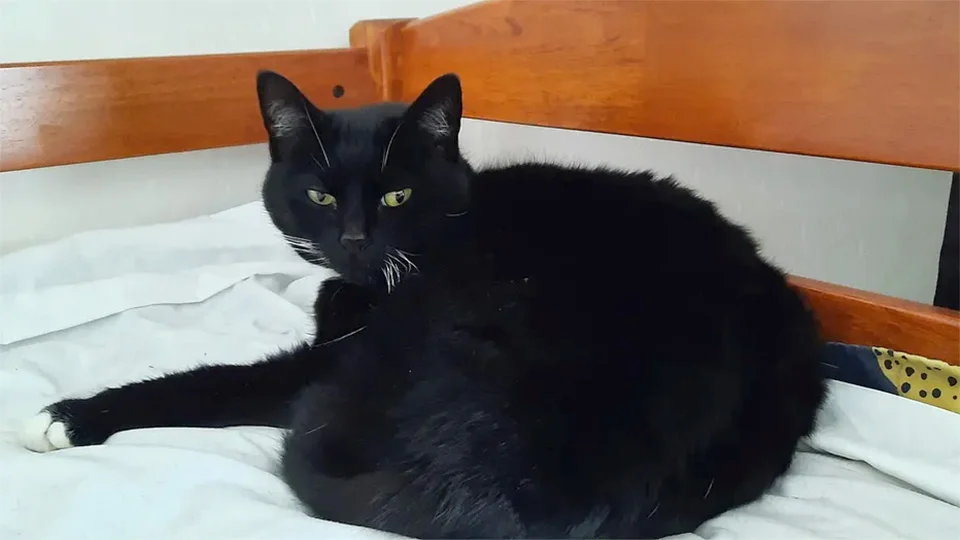 Coco gata