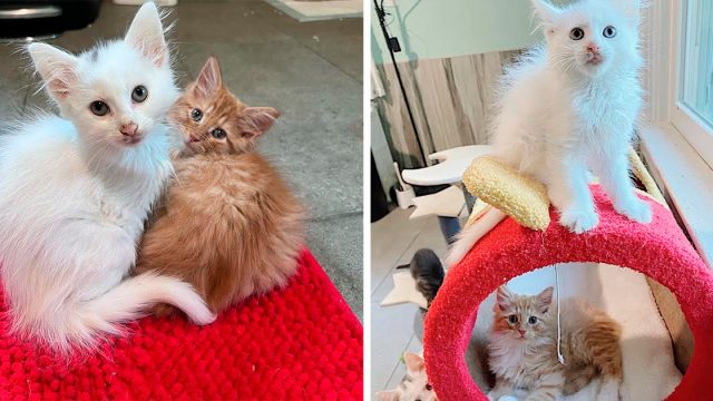 Dos gatitos de diferentes camadas no sabían que se necesitaban hasta que una mujer los adoptó