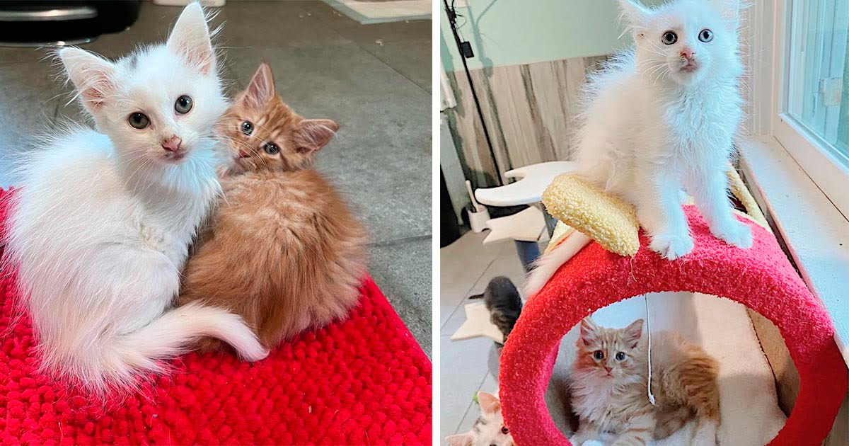 Dos gatitos de diferentes camadas no sabían que se necesitaban hasta que una mujer los adoptó