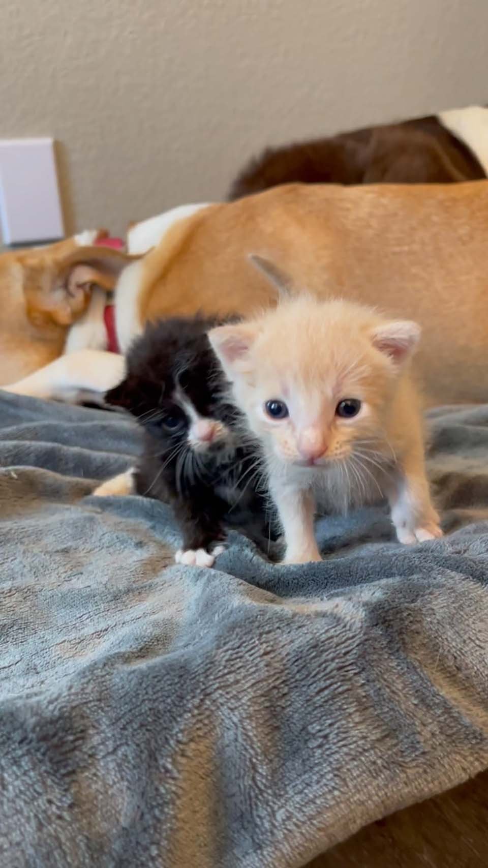 Dos gatitos rescatados