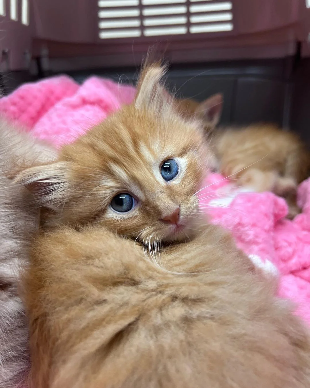 Encantador gatito naranja