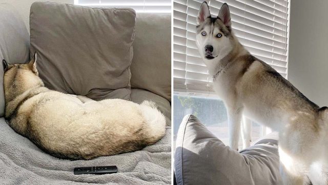 Este Husky tiene un serio problema de rabietas.
