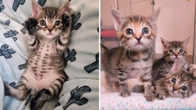Familia escucha gatito llorando patio y encuentra tres