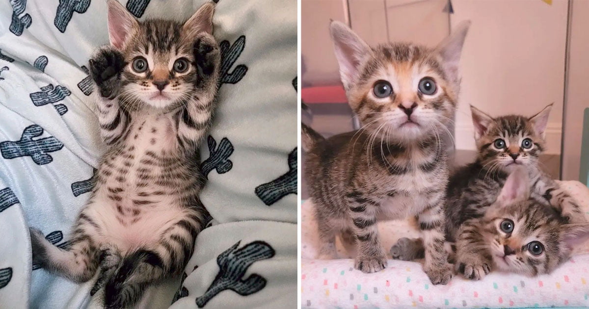 Familia escucha gatito llorando patio y encuentra tres