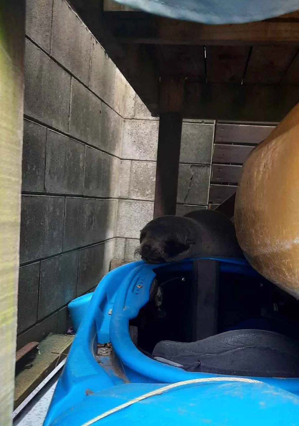 Foca dentro casa
