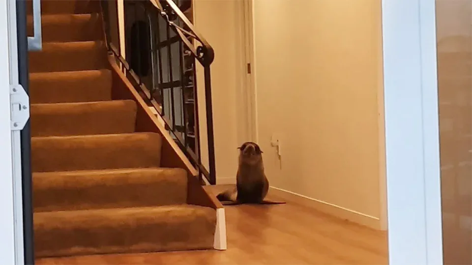 Foca entra casa