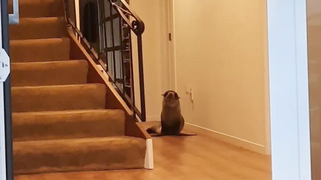 Foca irrumpe casa desplaza gato familia