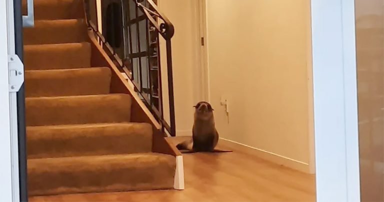 Foca irrumpe en una casa, se acuesta en el sofá y desplaza al gato de la familia