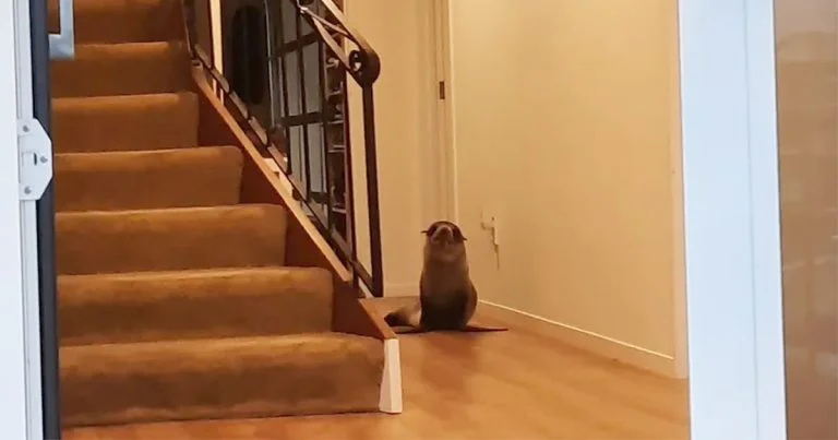 Foca irrumpe en una casa, se acuesta en el sofá y desplaza al gato de la familia