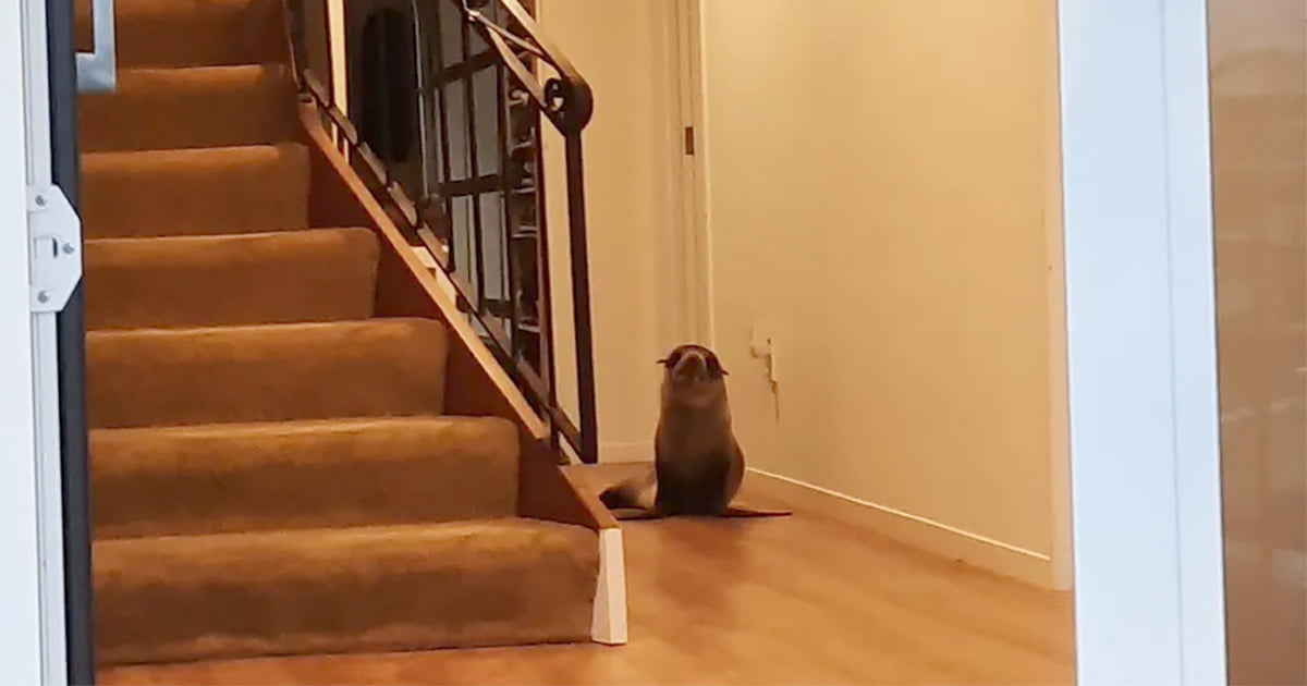 Foca irrumpe casa desplaza gato familia