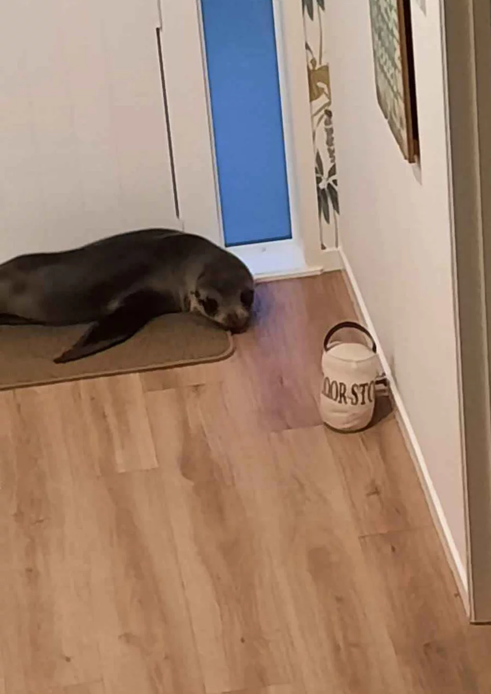 Foca irrumpe casa