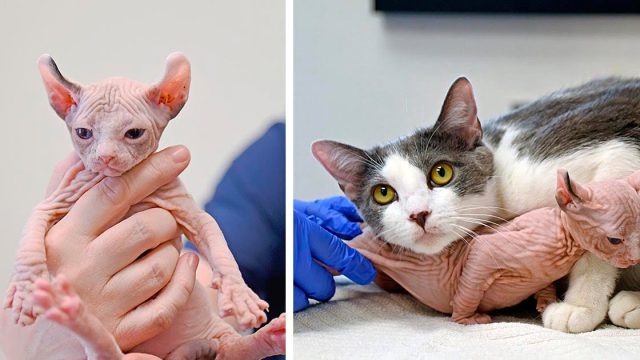 Gata adopta a un pequeño gatito que es diferente a los suyos