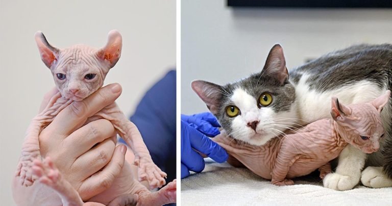 Gata adopta a un pequeño gatito que es diferente a los suyos