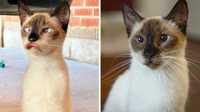 Gata aspecto único cambia conocer nueva mamá